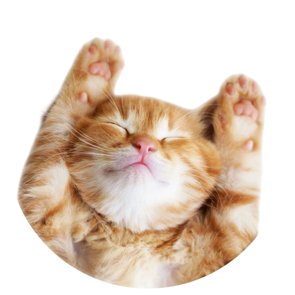 PopSockets PopGrip Basic - Snoozy Cat