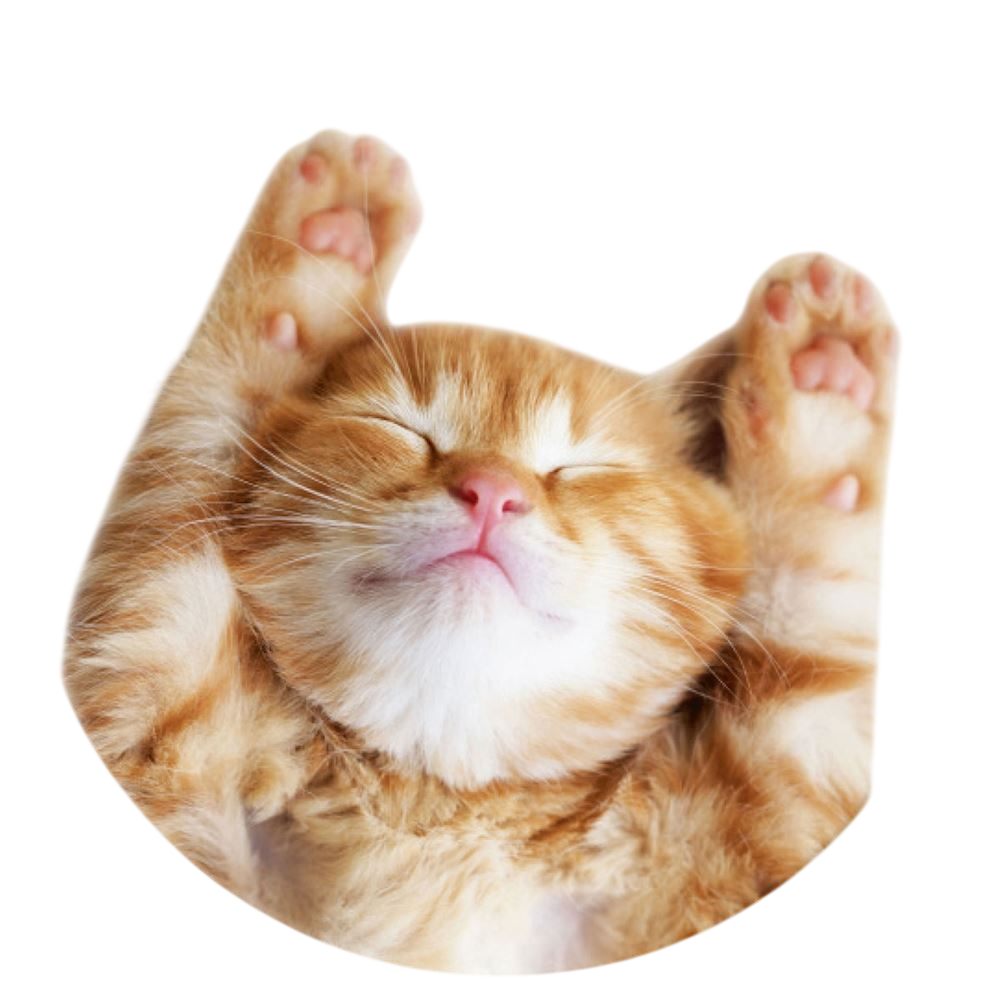 PopSockets PopGrip Basic - Snoozy Cat