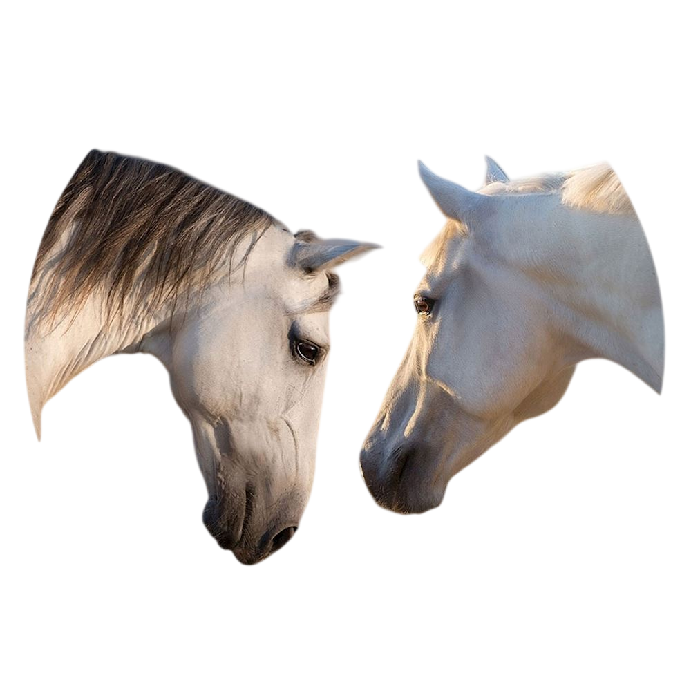 PopSockets PopGrip Basic - Sunset Horses