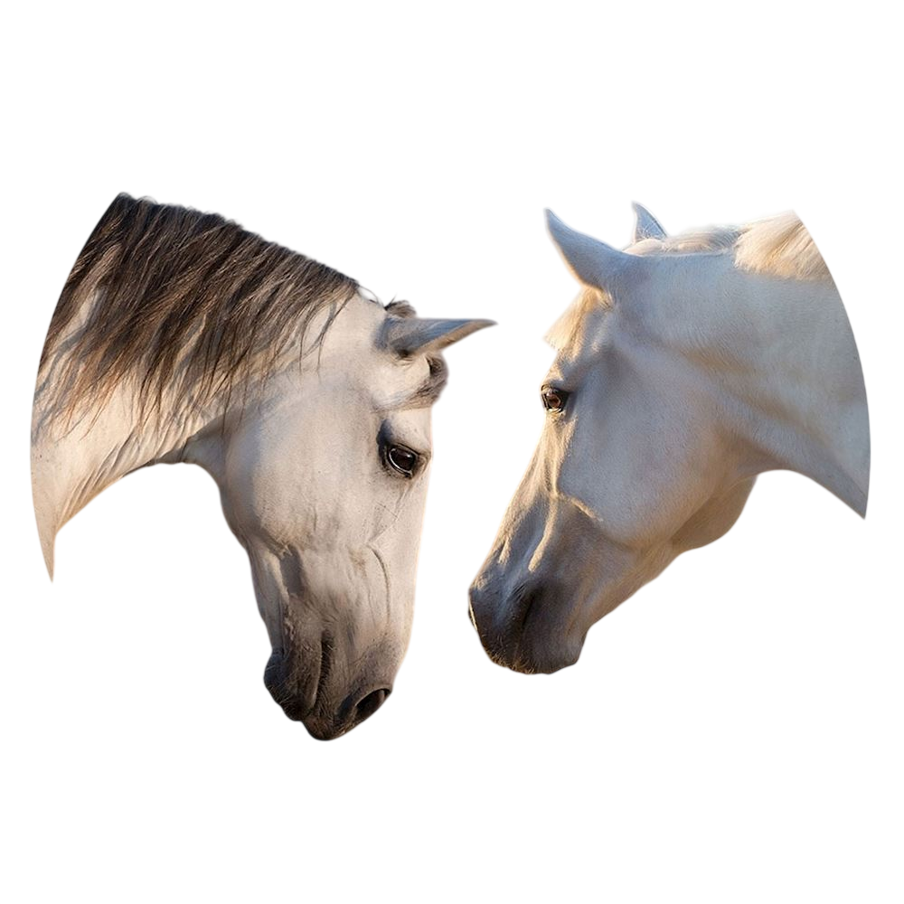 PopSockets PopGrip Basic - Sunset Horses