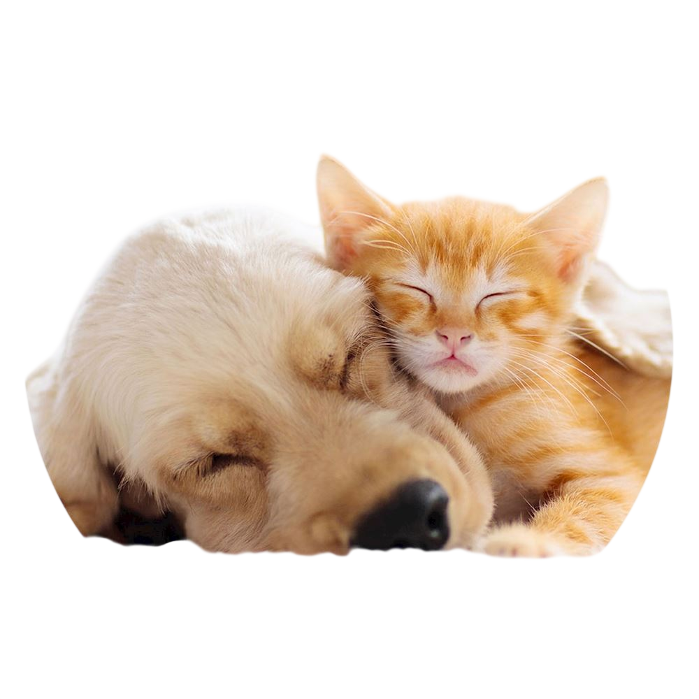 PopSockets PopGrip Basic - Cat and Dog