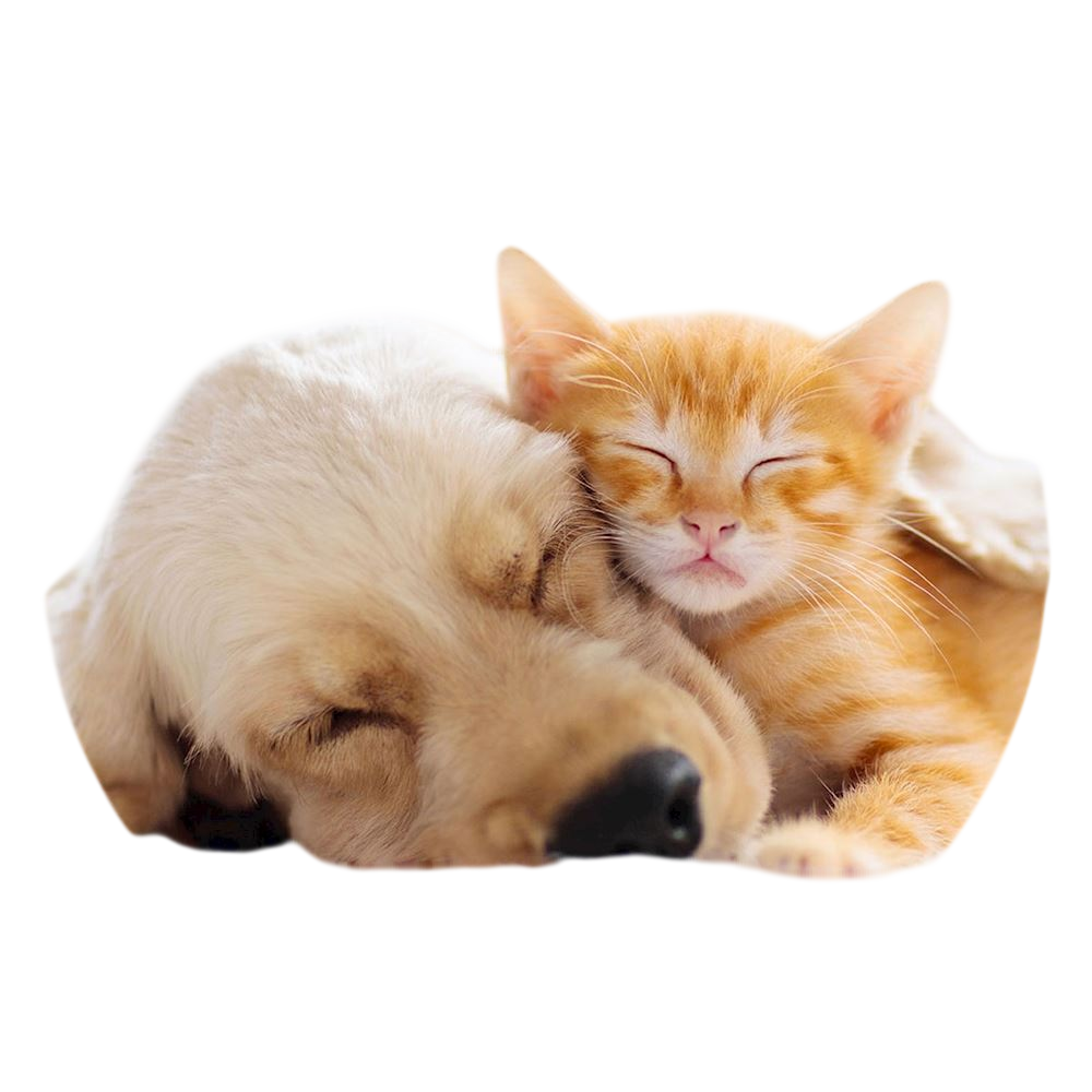 PopSockets PopGrip Basic - Cat and Dog